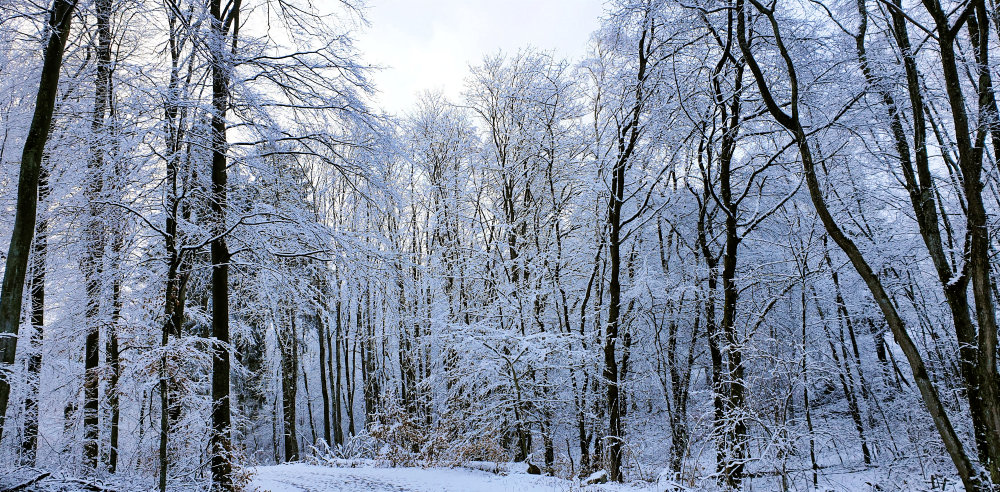 Winterwonderland 1