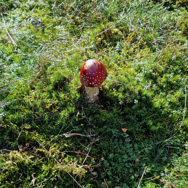 Herbstwanderung - Pilz